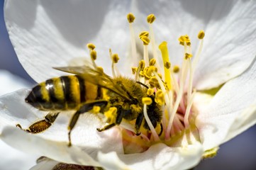 Bee Flower of Almond Tree Macro Photo