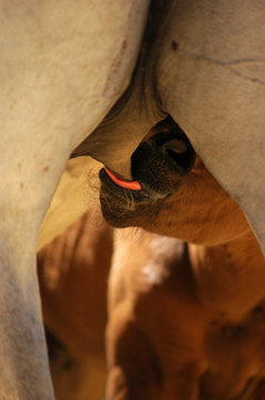foal drinking milk from mare