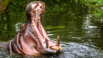 The portrait of the common hippopotamus (Hippopotamus amphibius) wiith open mouth