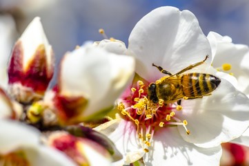 Bee Flower of Almond Tree Macro Photo