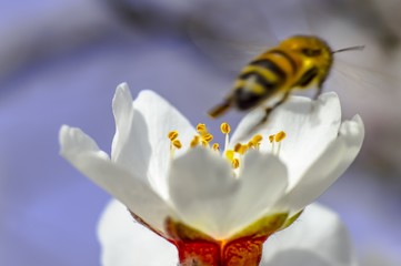 Almond flower Almond Tree Close-up Macro Photo