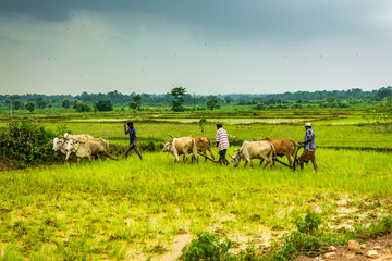 Fototapeta na wymiar Unidentified farmers plows paddy farm land by conventional method where plow is attached to bullocks in rainy weather in India.
