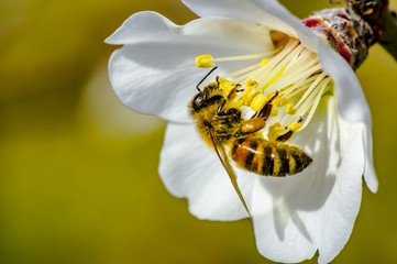Fototapeta na wymiar Bee Flower of Almond Tree Macro Photo