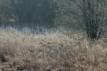 Winter frostiness on the bushes