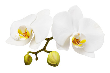 Branch of a blooming white orchid with a yellow color on the lip and a few unopened buds. Flowers isolated