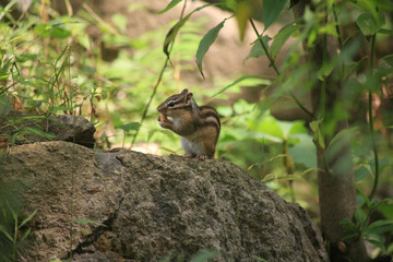 squirrel in the wood