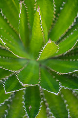 Beatiful View of cactus garden, Jardin de Cactus in Guatiza, Lanzarote, Canary Islands, Spain. Different Cactus plants.