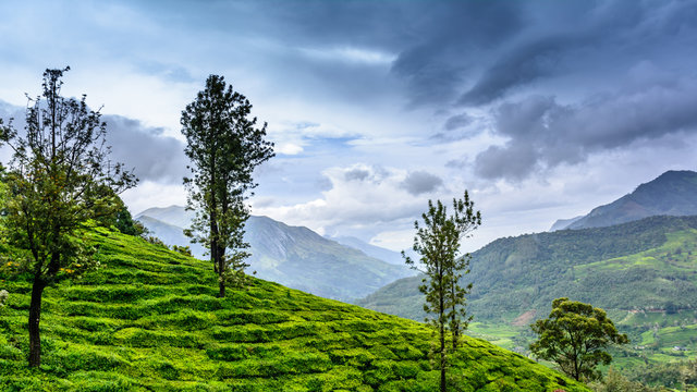Lush green Tea estates of Munnar, Kerala (also known as tea capital of India) during Monsoon season in Kerala, India	
