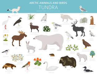 Obraz premium Tundra biome. Terrestrial ecosystem world map. Arctic animals and birds infographic design