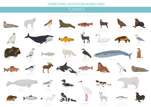 Tundra biome. Terrestrial ecosystem world map. Arctic animals, birds, fish and plants infographic design