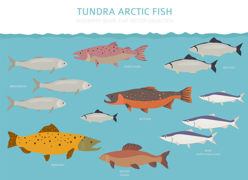 Tundra biome. Terrestrial ecosystem world map. Arctic fish infographic design