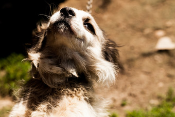 A portrait of an adorable puppy looking upward. The white fury dog listening tentatively to the...