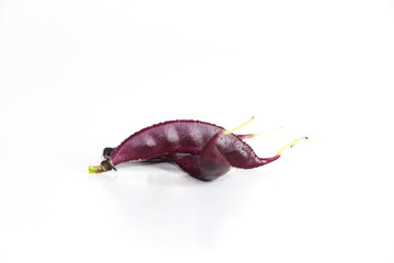 Hyacinth bean Close up
