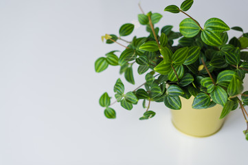 Home plant in a gold pot, white background, space for text