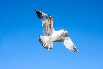 Gaviotas sobrevolando la costa