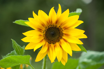 Macro view of sunflower in bloom. Organic and natural flower background.