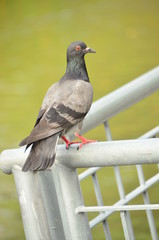 pigeon
