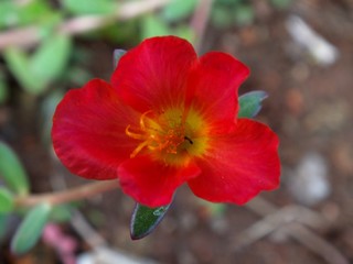 Fleur tropicale de l'océan indien