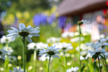 Blumen im Garten