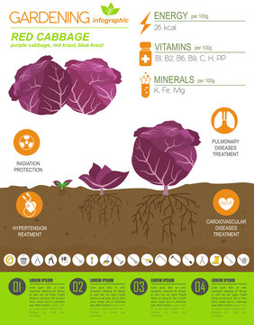 Red cabbage beneficial features graphic template. Gardening, farming infographic, how it grows. Flat style design