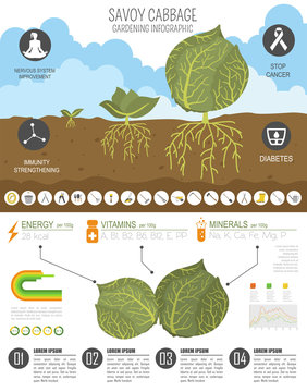 Cabbage beneficial features graphic template. Gardening, farming infographic, how it grows. Flat style design