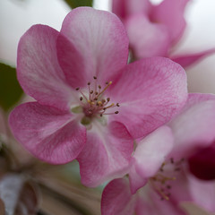 Fototapeta na wymiar sakura branch with delicate pink flowers