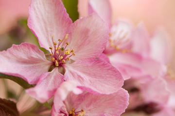 apple branch with delicate beautiful pink flowers