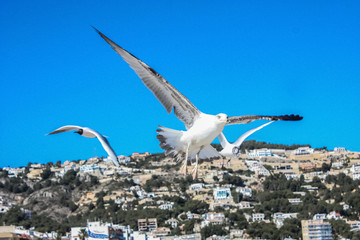 Gaviotas sobrevolando la costa