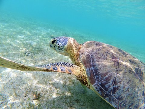 Tortue verte qui nage vers la surface 