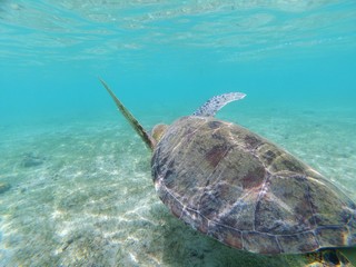 Green turtle of Mayotte (chelonia mydas) swiming 