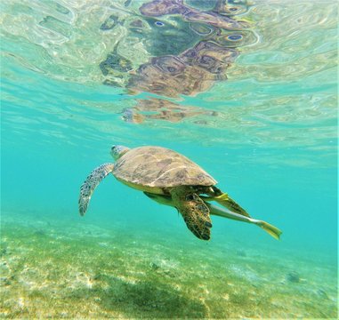 Tortue verte (chelonia mydas) qui nage avec sa r&eacute;mora