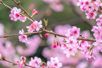 Obraz na płótnie Canvas Beautiful cherry blossoms sakura tree bloom in spring in the park, copy space, close up.