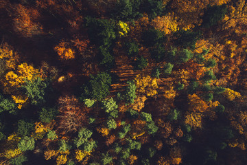 Naklejka na ściany i meble Fall forest seen from the top view.