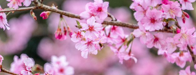 Obraz na płótnie Canvas Beautiful cherry blossoms sakura tree bloom in spring in the park, copy space, close up.