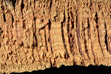 Close-up view of the bark of the cork plant