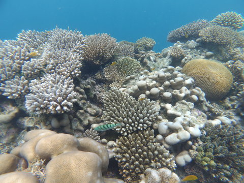Corail et poissons tropicaux (Mayotte)