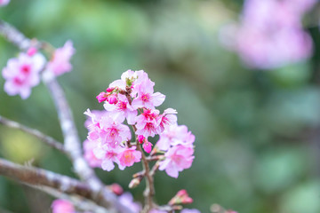 Beautiful cherry blossoms sakura tree bloom in spring in the park, copy space, close up.