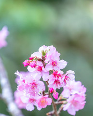 Beautiful cherry blossoms sakura tree bloom in spring in the park, copy space, close up.
