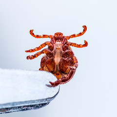 Encephalitis Virus or Lyme Borreliosis Disease or Monkey Fever Infectious Dermacentor Tick Arachnid Insect Laboratory Tweezers Macro