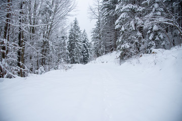 Snow covered trees in the winter forest