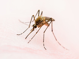 Yellow Fever, Malaria, Dengue or Zika Virus Infected Mosquito Insect Macro