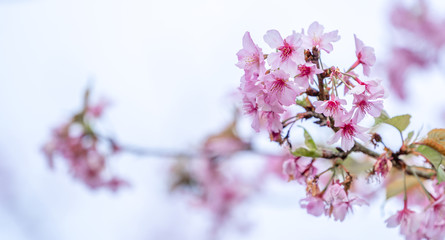 Beautiful cherry blossoms sakura tree bloom in spring isolated on white background, copy space, close up.
