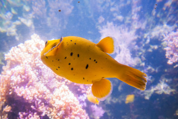 Yellow Blackspotted Puffer Or Dog-faced Puffer Fish - Arothron Nigropunctatus. Wonderful and...