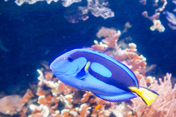 Fototapeta na wymiar Blue Tang Surgeon Fish - Paracanthurus hepatus. Wonderful and beautiful underwater world with corals and tropical fish.