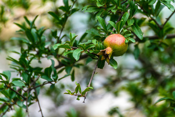 Ripe pomegranate fruits hanging on a tree branch in the mountain Valley
