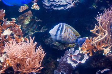 Fototapeta na wymiar Regal angelfish - Pygopllites diacanthus. Wonderful and beautiful underwater world with corals and tropical fish.