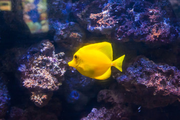 Naklejka na ściany i meble Yellow surgeon fish. Wonderful and beautiful underwater world with corals and tropical fish.