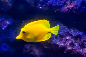 Yellow surgeon fish. Wonderful and beautiful underwater world with corals and tropical fish.