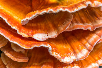 Orange mushrooms scientifically known as Laetiporus sulphureus, is a genus of edible mushrooms...