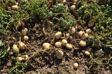 The beautiful Potato in farmland